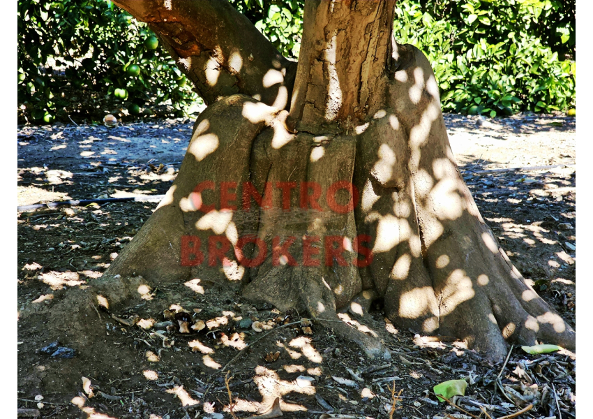Sad pomarańczowy 2 km od plaży, Walencja